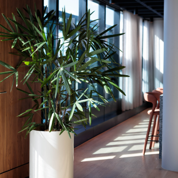 Tall potted bamboo palm in a white planter beside sunlit office windows and a wooden-floored corridor.